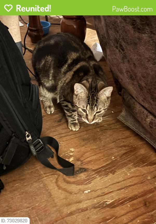 Reunited Female Cat last seen Gilmore and Flaig Dr, Fairfield, OH 45014