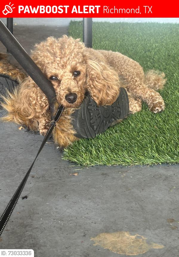 Lost Male Dog last seen Rio vista , Richmond, TX 77406