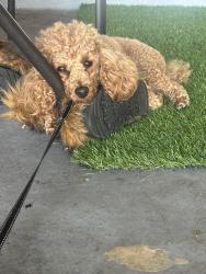 Lost Male Dog last seen Rio vista , Richmond, TX 77406