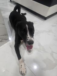 Found/Stray Male Dog last seen I found him at 2 a.m. in the area of ​​12504 SW 262nd Terrace, hmstd, FL 33032; please contact me if you know him., Miami-Dade County, FL 33032