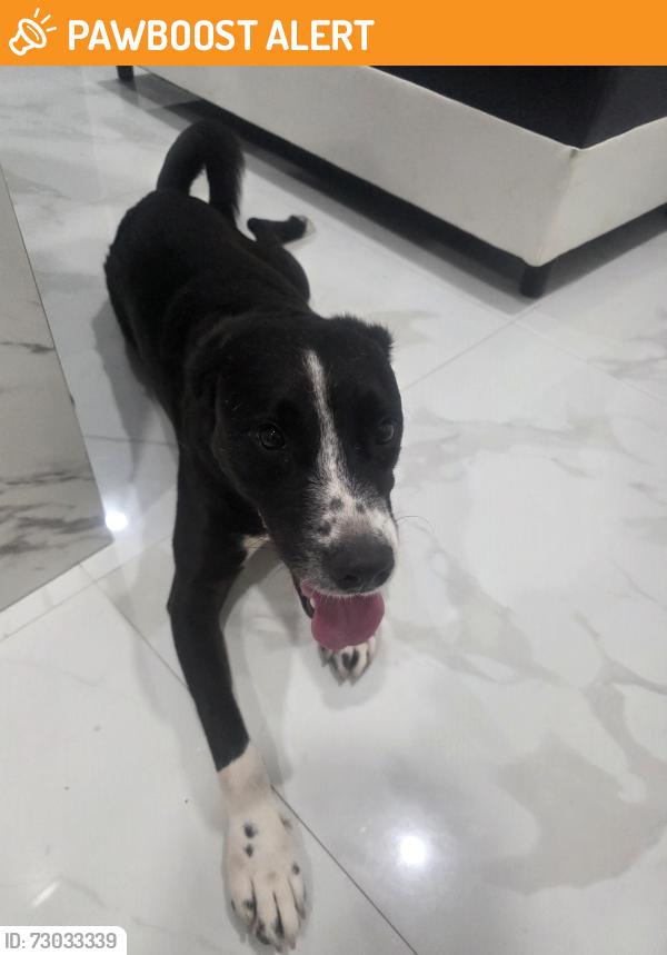 Found/Stray Male Dog last seen I found him at 2 a.m. in the area of ​​12504 SW 262nd Terrace, hmstd, FL 33032; please contact me if you know him., Miami-Dade County, FL 33032