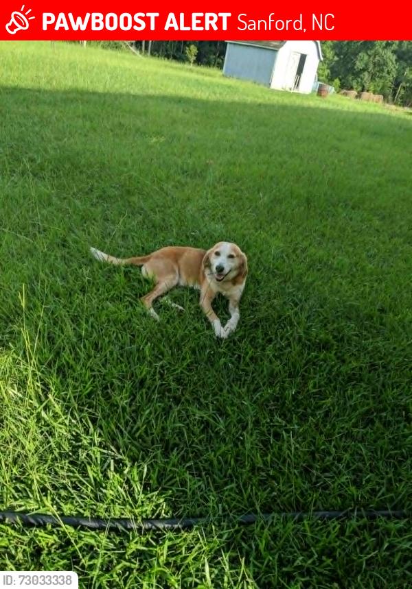 Lost Male Dog last seen Saint Andrews Church, Sanford, NC 27332