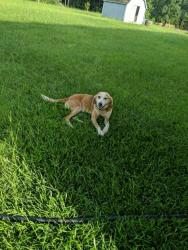 Lost Male Dog last seen Saint Andrews Church, Sanford, NC 27332