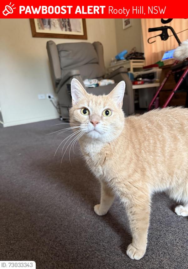 Lost Male Cat last seen Rooty hill road, Rooty Hill, NSW 2766