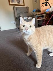 Lost Male Cat last seen Rooty hill road, Rooty Hill, NSW 2766