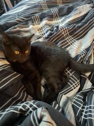Reunited Male Cat last seen 64th & Boyd St, Omaha, NE 68104