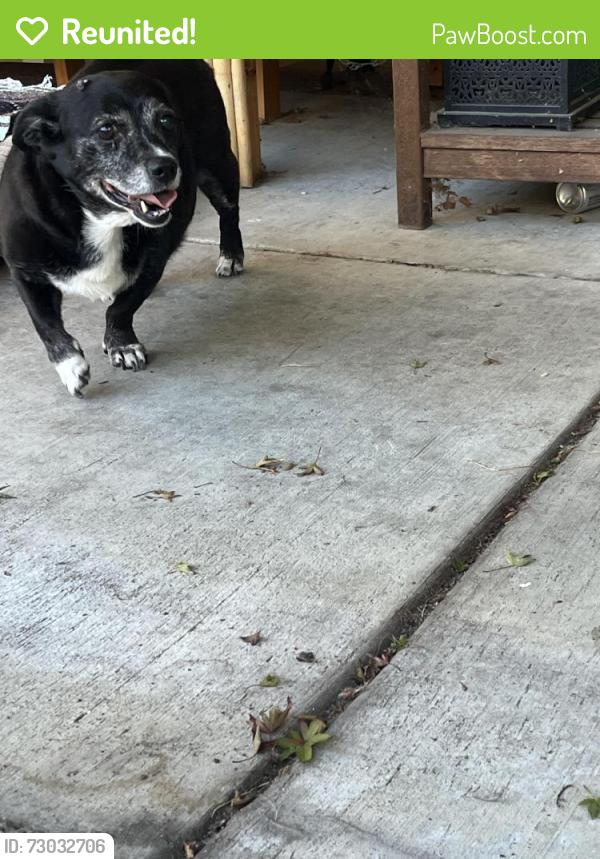 Reunited Female Dog last seen Near San Jose Ave, Alameda, CA, Alameda, CA 94501