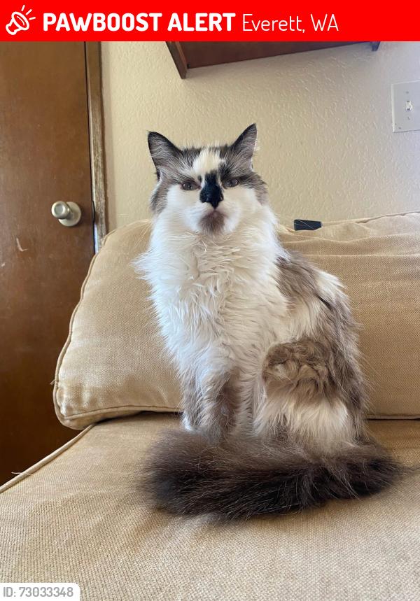 Lost Female Cat last seen Fulton crossing apmts , Everett, WA 98208