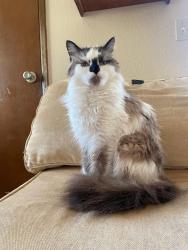 Lost Female Cat last seen Fulton crossing apmts , Everett, WA 98208