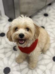Reunited Female Dog last seen N 30th & W Oxford st, Philadelphia, PA 19121