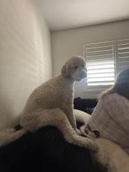 Lost Female Dog last seen Near Waltham ln las , Las Vegas, NV 89122