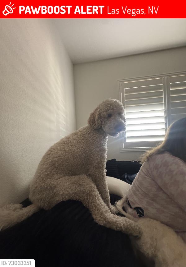 Lost Female Dog last seen Near Waltham ln las , Las Vegas, NV 89122