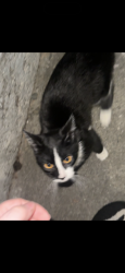 Found/Stray Unknown Cat last seen Near fig tree ln, Martinez, ca 94553, Martinez, CA 94553