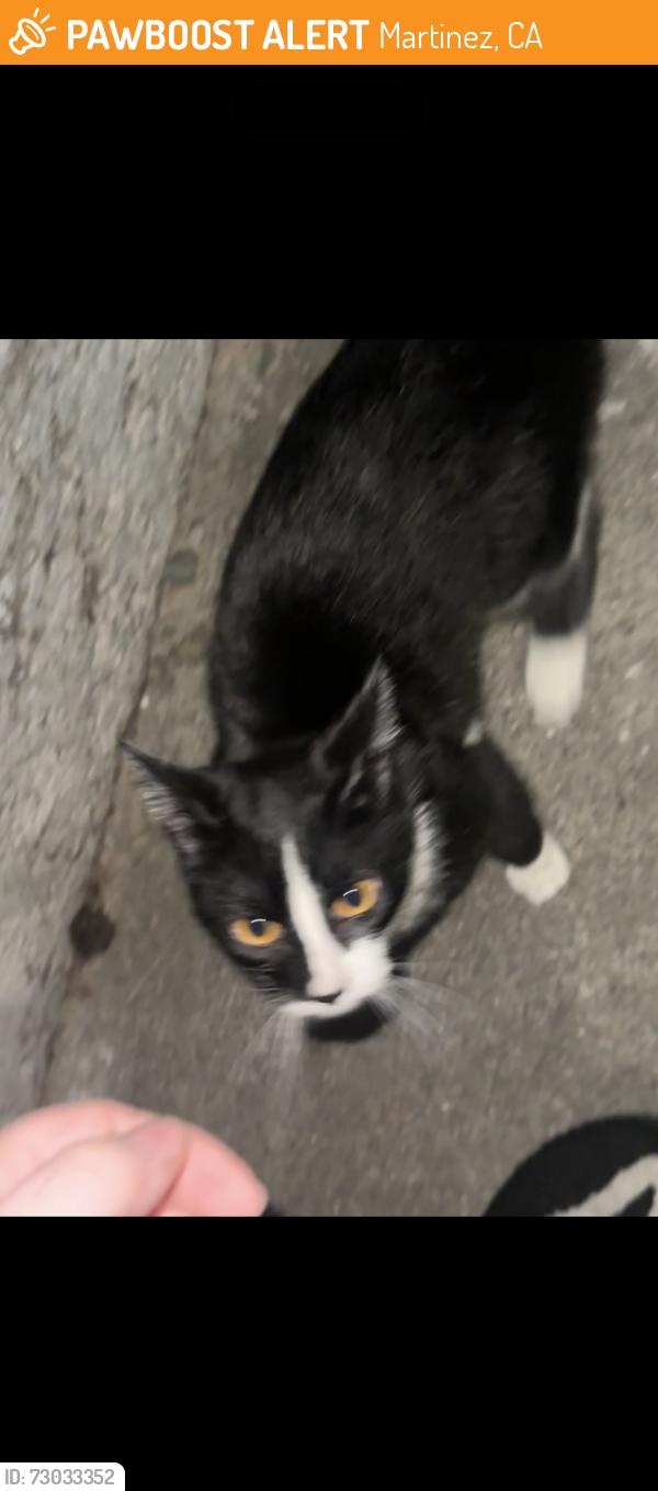 Found/Stray Unknown Cat last seen Near fig tree ln, Martinez, ca 94553, Martinez, CA 94553