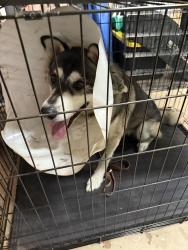 Found/Stray Male Dog last seen Fernwood and Shenandoah, Sacramento County, CA 95841