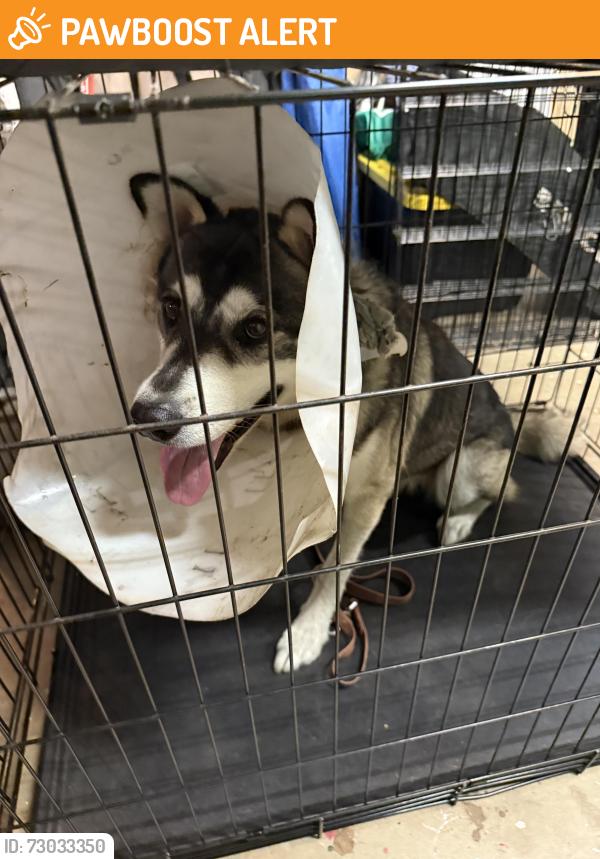 Found/Stray Male Dog last seen Fernwood and Shenandoah, Sacramento County, CA 95841