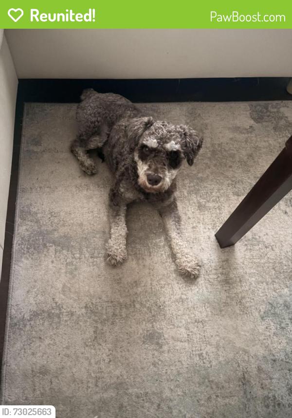 Reunited Male Dog last seen Quail Avenue and Berkley , Chesapeake, VA 23324