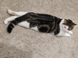 Lost Male Cat last seen Ten-Ten Rd and 401, Raleigh, NC 27603