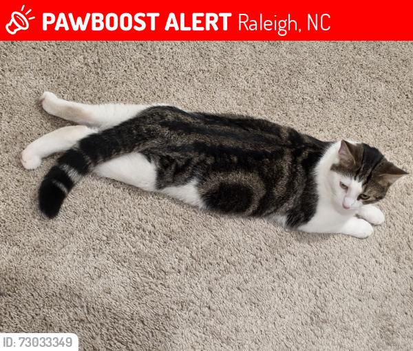 Lost Male Cat last seen Ten-Ten Rd and 401, Raleigh, NC 27603