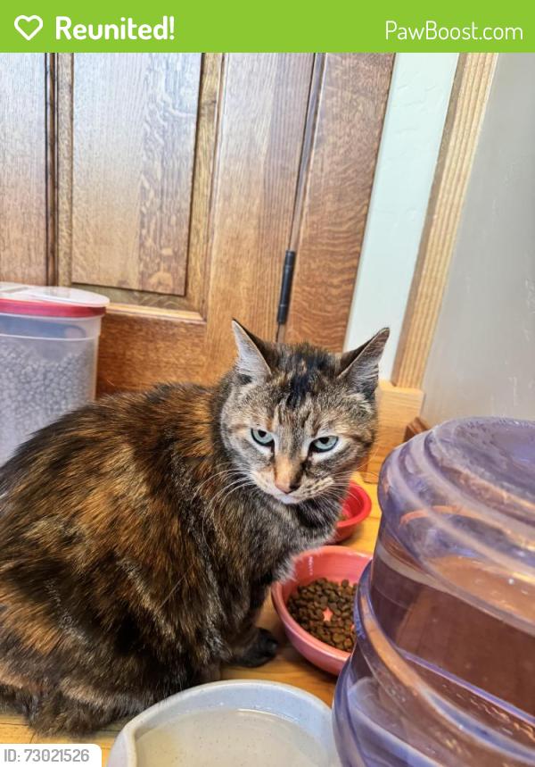 Reunited Female Cat last seen Karcher and Midway, Nampa, ID 83651
