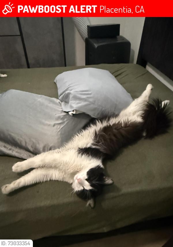 Lost Male Cat last seen Turf drive, Placentia, CA 92870