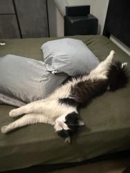 Lost Male Cat last seen Turf drive, Placentia, CA 92870