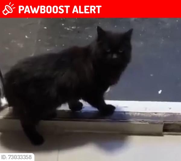 Lost Female Cat last seen Cornwallis road , Greater London, England N19
