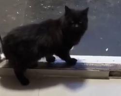 Lost Female Cat last seen Cornwallis road , Greater London, England N19