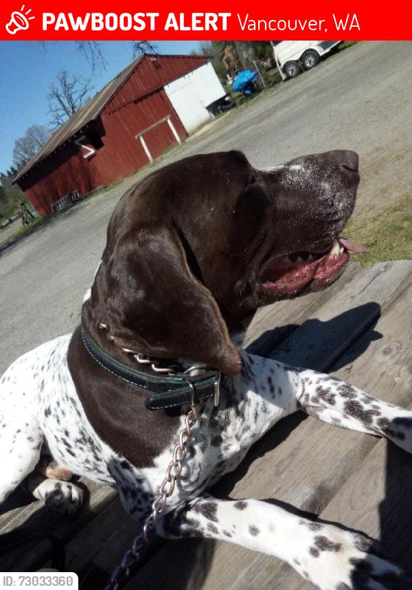 Lost Male Dog last seen 162nd and poplar, Vancouver, WA 98682