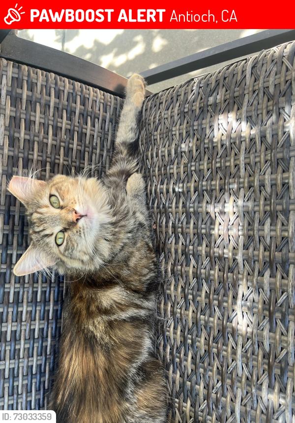 Lost Female Cat last seen Lone Tree Way Antioch CA, Mokulemne Dr Antioch CA , Antioch, CA 94531