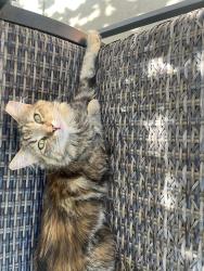 Lost Female Cat last seen Lone Tree Way Antioch CA, Mokulemne Dr Antioch CA , Antioch, CA 94531