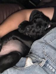 Lost Female Dog last seen Fm 2331, Johnson County, TX 76033