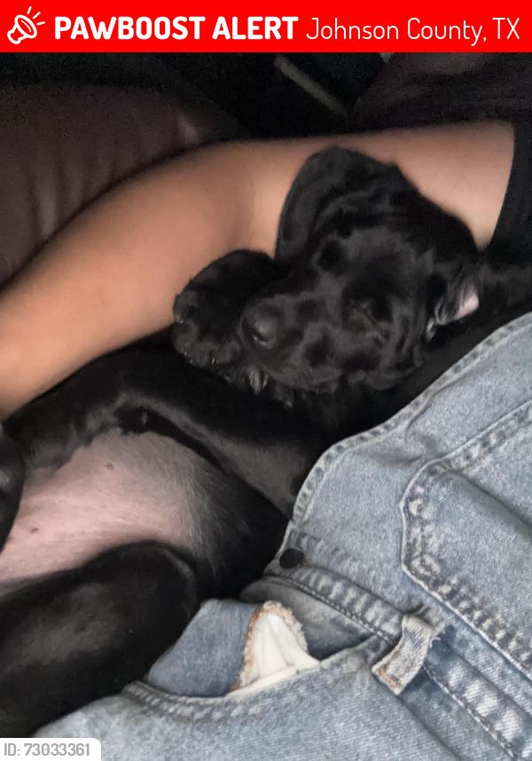 Lost Female Dog last seen Fm 2331, Johnson County, TX 76033