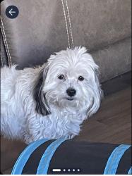 Lost Female Dog last seen Near Rinaldi st and ruffner, Los Angeles, CA 91344