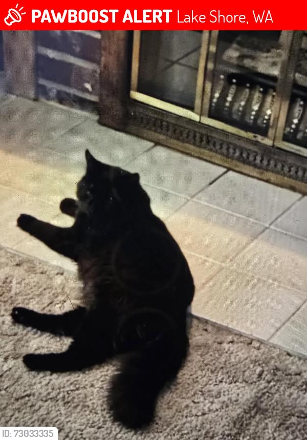 Lost Male Cat last seen Columbia River High School , Lake Shore, WA 98665