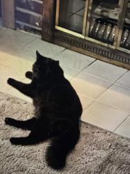 Lost Male Cat last seen Columbia River High School , Lake Shore, WA 98665