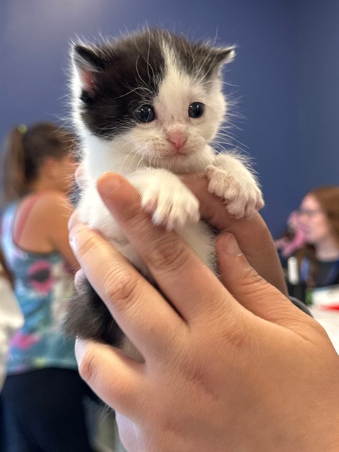 Shelter Stray Female Cat last seen ST CHARLES CITY, 4850 Mid Rivers Mall Dr, St Peters, MO 63376, USA