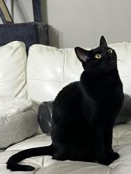Lost Female Cat last seen Thompson Marsh Nature Preserve, Chance Harbour, NB E5J 1Y8