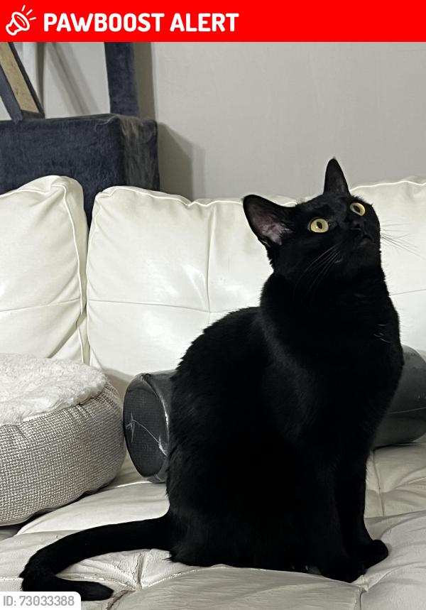 Lost Female Cat last seen Thompson Marsh Nature Preserve, Chance Harbour, NB E5J 1Y8