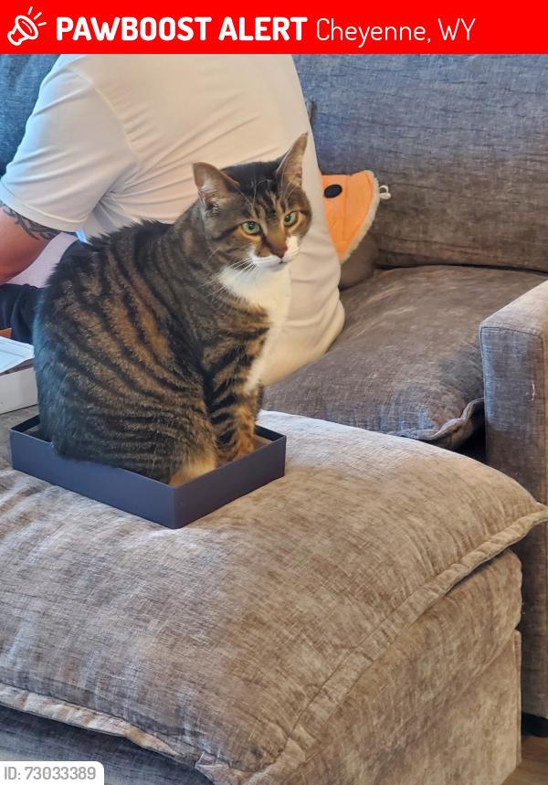 Lost Female Cat last seen Holmes Corner apmts, Cheyenne, WY 82001
