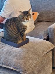 Lost Female Cat last seen Holmes Corner apmts, Cheyenne, WY 82001