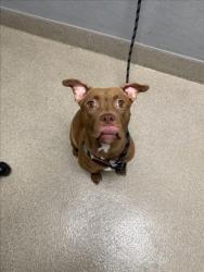 Shelter Stray Female Dog last seen LOSEE RD & W LAKE MEAD BLVD, 655 N Mojave Rd, Las Vegas, NV 89101, USA