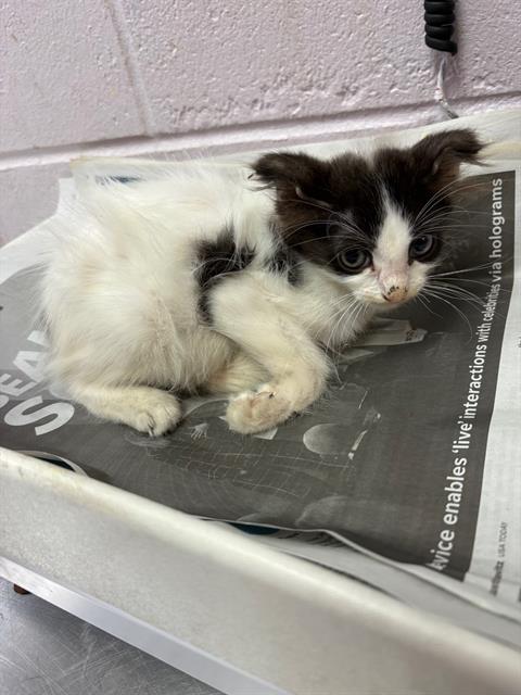 Shelter Stray Male Cat last seen DELLWOOD AVE, 2020 Forest St, Jacksonville, FL 32204, USA