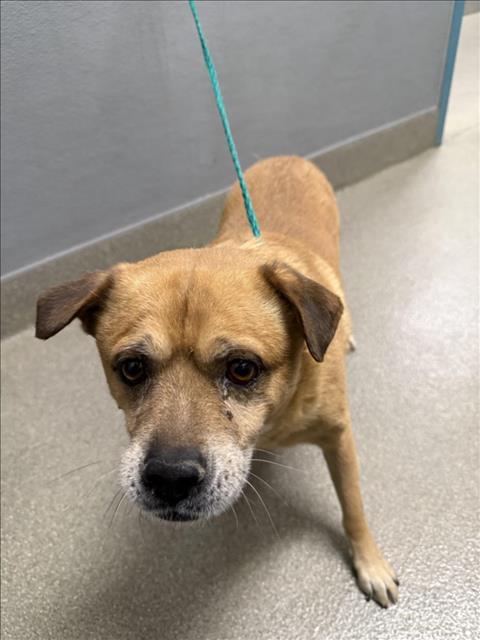 Shelter Stray Male Dog last seen Near BLK VEGAS DR, 655 N Mojave Rd, Las Vegas, NV 89101, USA