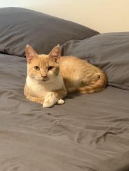 Lost Male Cat last seen University at Buffalo , Buffalo, NY 14226