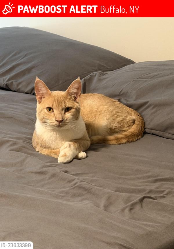 Lost Male Cat last seen University at Buffalo , Buffalo, NY 14226