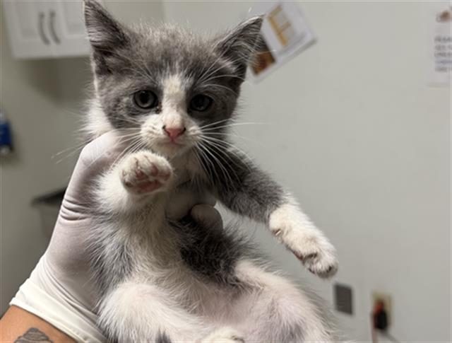 Shelter Stray Female Cat last seen Near BLOCK BALDWIN RD, BAKERSFIELD CA 93304, 3951 Fruitvale Ave, Bakersfield, CA 93308, USA
