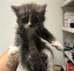 Shelter Stray Male Cat last seen Near BLOCK BALDWIN RD, BAKERSFIELD CA 93304, 3951 Fruitvale Ave, Bakersfield, CA 93308, USA