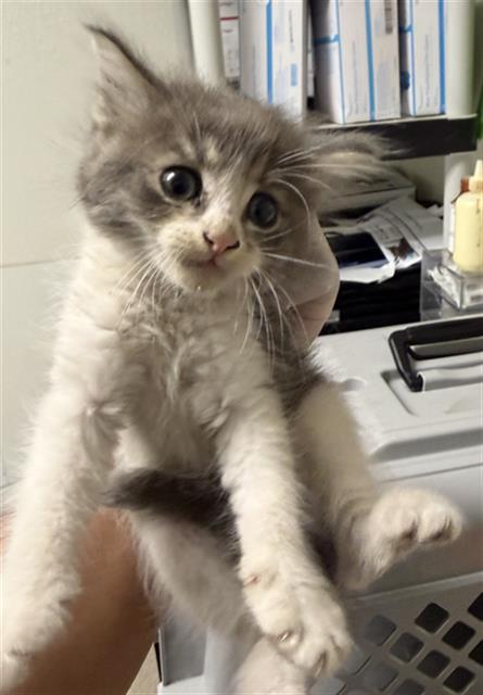 Shelter Stray Male Cat last seen Near BLOCK BALDWIN RD, BAKERSFIELD CA 93304, 3951 Fruitvale Ave, Bakersfield, CA 93308, USA