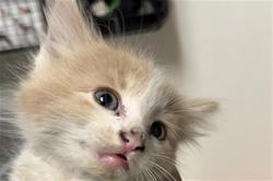 Shelter Stray Male Cat last seen Near BLOCK BALDWIN RD, BAKERSFIELD CA 93304, 3951 Fruitvale Ave, Bakersfield, CA 93308, USA